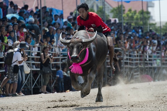 CHONBURI, THAILAND: A participant takes part in the annual buffalo races in Chonburi, southeast of Bangkok on October 26, 2015. AFP PHOTO/Nicolas Asfouri