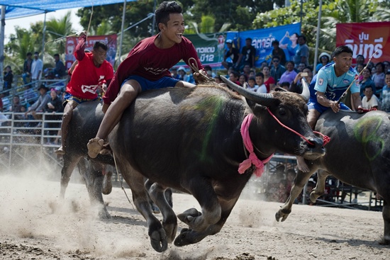 CHONBURI, THAILAND: Participants take part in the annual buffalo races in Chonburi, southeast of Bangkok on October 26, 2015. AFP PHOTO/Nicolas Asfouri