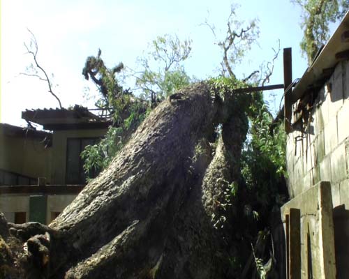 ลมกรรโชกพัดต้นมะขาม อายุกว่า 200 ปี ล้มทับบ้านยายวัย 83 ปี 