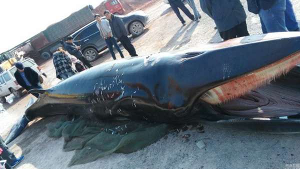 เจ้าหน้าที่คาดว่าเจ้าวาฬชะตาขาดน่าจะถูกอวนรัดจนขาดใจ(ภาพสื่อจีน เน็ตอีส)
