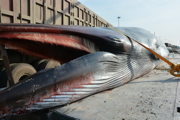 วาฬยักษ์ มีลำตัวยาว 8.5 เมตร น้ำหนัก 3.9 ตัน (ภาพสื่อจีน เน็ตอีส)
