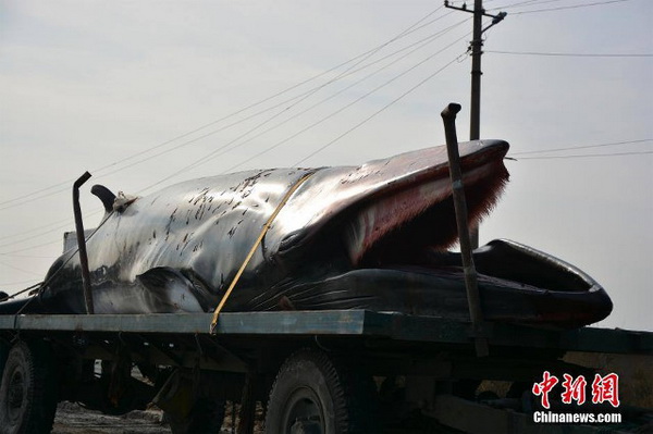 เจ้าหน้าที่ยกวาฬยักษ์ขึ้นรถบรรทุก เพื่อนำไปตรวจอย่างละเอียดที่ห้องปฏิบัติการแช่แข็งต่อไป (ภาพไชน่านิวส์)