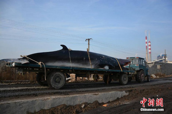 เจ้าวาฬยักษ์บนรถบรรทุก (ภาพไชน่านิวส์)(ภาพไชน่านิวส์)