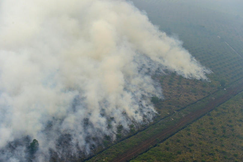 ภาพถ่ายจากเฮลิคอปเตอร์ของสำนักงานบรรเทาภัยพิบัติอินโดนีเซีย เผยให้เห็นไฟป่าบริเวณพื้นที่สัมปทานในเมืองปาลาลาวัน จังหวัดริเอา เมื่อวันที่ 17 ก.ย. ปี 2015 รัฐบาลอินโดนีเซียได้ใช้มาตรการลงโทษบริษัทกว่า 20 แห่งที่พัวพันการเผาป่า จนก่อวิกฤตหมอกควันครั้งใหญ่ในปีนี้