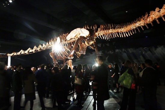 New York, New York, UNITED STATES: A replica of one of the largest dinosaurs ever discovered is unveiled at the American Museum of Natural History on January 14, 2016 in New York City. Spencer Platt/Getty Images/AFP