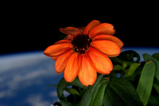 In space: This January 17, 2016 handout photo taken by US astronaut Scott Kelly on board the International Space Station shows a zinnia in bloom. AFP PHOTO/Handout/NASA/Scott Kelly