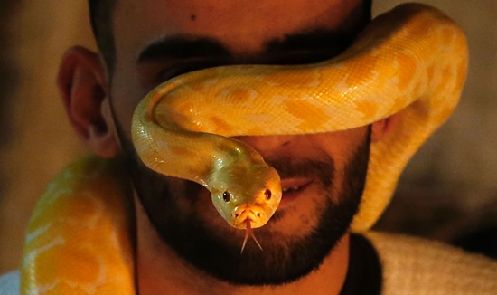 Omar Ibrahim and snakes