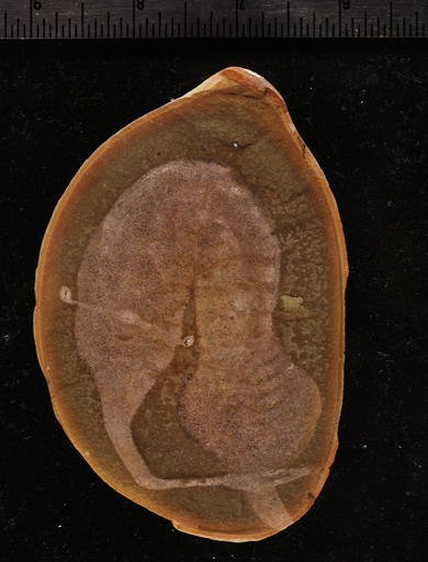This undated photo provided by The Field Museum in Chicago shows a fossil of a Tully monster. (Paul Mayer/The Field Museum via AP)