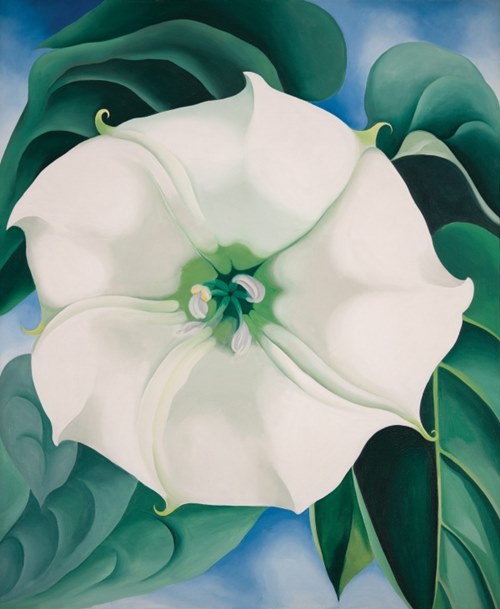 Jimson Weed/White Flower No. 1  