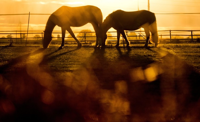ม้าเล็มหญ้าขณะอาทิตย์ขึ้นที่เมืองเซห์นเดอ  เยอรมนี (ภาพจากเอพี)