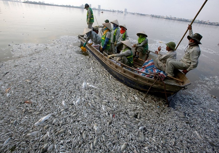 ชาวบ้านช่วยกันเก็บ “ปลาตาย” ที่ลอยเป็นแพอยู่ในทะเลสาบตะวันตกในกรุงฮานอยของเวียดนาม  (ภาพจากรอยเตอร์)