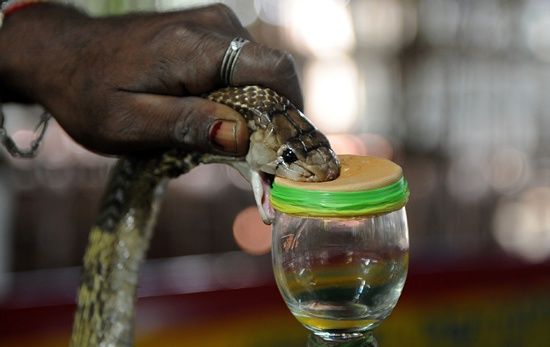 Chennai, Tamil Nadu, India: In this photograph taken on November 11, 2016, an Indian snake-catcher extracts venom from a cobra at the venom extraction center of the Irula snake-catchers cooperative on the outskirts of Chennai. AFP/Arun Sankar