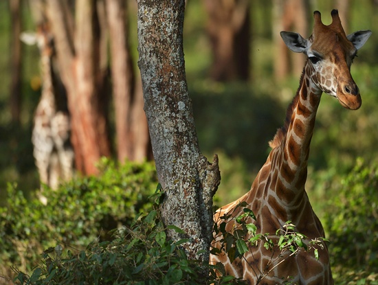 Odd facts about the giraffe