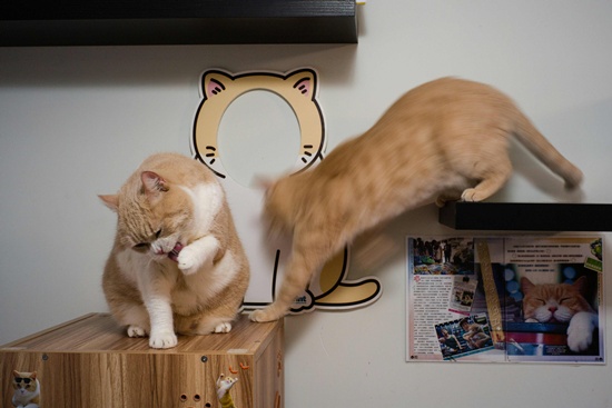 Hong Kong: In this photo taken on December 14, 2016, male British shorthair cat Tsim Tung Cream Brother, or Cream Brother for short, cleans himslef as another cat leaps onto a box at the flat of their owners Ko Chee-shing in Hong Kong. AFP/Anthony Wallace