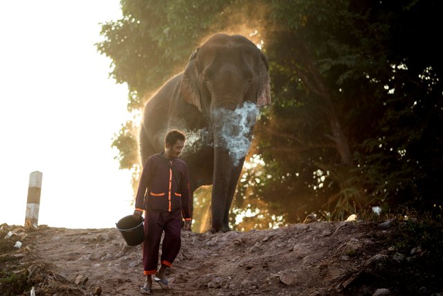 ควาญช้างเดินอยู่กับช้างเชือกหนึ่งหลังพามันไปอาบน้ำที่แม่น้ำ ก่อนเข้าร่วมในเทศกาลช้างในจังหวัดไชยบุรีของลาว