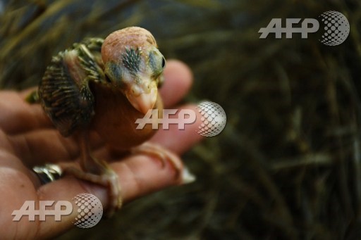 A keeper holds an orange parrot (Eupsittula canicularis) chick at El Tronador Wildlife Rescue Center in Berlin, 107 kilometres southwest of San Salvador on February 20, 2017. Marvin Recinos/AFP