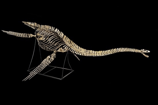 Paris: This handout picture released on February 28, 2017, shows the skeleton of a Zarafasaura Oceanis, a marine plesiosaur found near the Moroccan city of Khouribga. AFP/Courtesy Binoche and Giquello/Ho