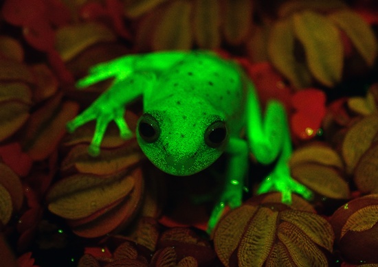Buenos Aires: Handout photo relased by CONICET and MACN (Museo Argentino de Ciencias Naturales) researchers Carlos Taboada and Julian Faivovich on March 16, 2017 in Buenos Aires of a fluorescent polka-dot tree frog (Hypsiboas punctatus) that lives in South America. Argentine and Brazilian scientists discovered the first case of natural fluorescence in amphibians in the tree-frog. AFP/Macn-Conicet/Taboada Faivovich