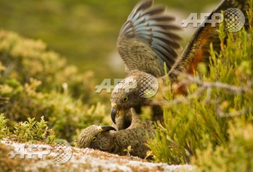 This undated photo received from the University of Auckland on March 21, 2017 shows two kea parrots in New Zealand. Researchers have found that New Zealands kea parrot has the avian equivalent of an infectious laugh -- a call that when heard prompts others to drop everything and have some fun. Kea live in alpine areas and are renowned in New Zealand for being intelligent and mischievous, often called the clown of the mountain. Raoul Schwing/University of Auckland/AFP