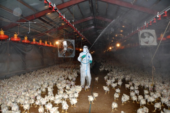 Japan deployed hundreds of soldiers to help cull more than 280,000 chickens on Friday, officials said as they try to contain further outbreaks of a highly contagious strain of avian flu. -- Photo: AFP