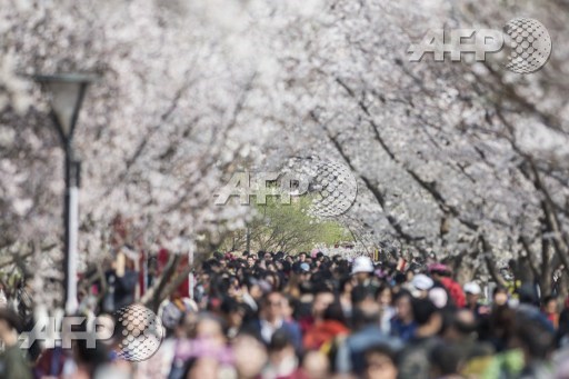 Visitors enjoys the cherry blossoms at the Yuyuan Tan Park in Beijing, on March 30, 2017. Thousands of Beijingers flock to the park during the one month season. Fred Dufour/AFP