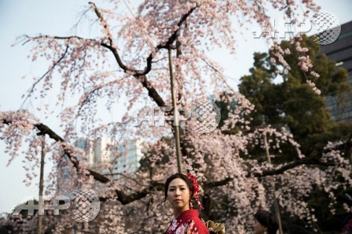 A woman poses as she takes pictures with cherry blossoms in a park in Tokyo on March 30, 2017. Behrouz Mehri/AFP