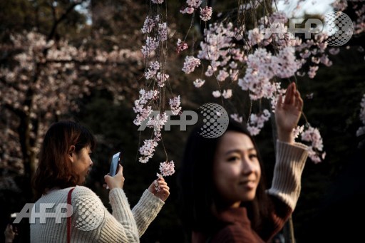 Women take pictures of cherry blossoms in a park in Tokyo on March 30, 2017. Behrouz Mehri/AFP