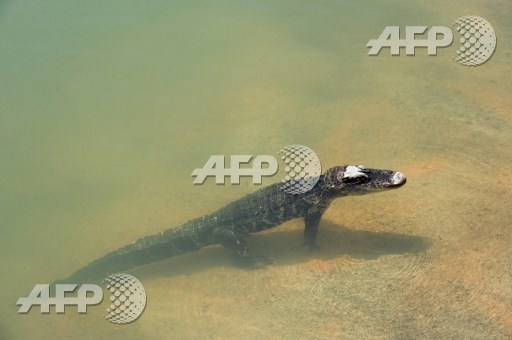 A young freshwater crocodile found sunbathing on a riverbank in suburban Sydney by a family on their Sunday stroll has been returned to the zoo from where it was stolen. -- Photo: AFP