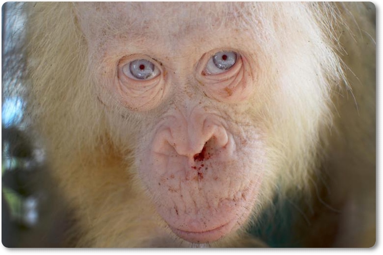 ลิงอุรังอุตังเผือก ตาสีฟ้า สายพันธุ์หายาก อัลบิโน อุรังอุตัง (  albino orangutan ) เพศเมีย วัย 5 ปี ถูกช่วยออกมาได้จากเขตคาปอซ ฮูลู (Kapuas Hulu )  จ.กาลีมันตันกลาง(Central Kalimantan ) (วันที่ 29 เม.ย ภาพรอยเตอร์)