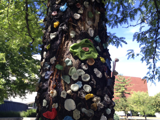In this Sept. 6, 2013 photo, used chewing gum covers a honey locust tree at Ball State University in Muncie, Ind. A tree at Ball State University that for more than a decade was decorated with used chewing gum has been cut down. (Seth Slabaugh/The Indianapolis Star via AP)