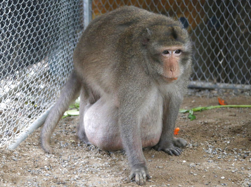 A wild obese macaque named Uncle Fat, who was rescued from a Bangkok suburb, sits in a rehabilitation center in Bangkok, Thailand, Friday, May 19, 2017. The morbidly obese wild monkey, who gorged himself on junk food and soda from tourists, has been rescued and placed on a strict diet. (AP Photo/Sakchai Lalit)