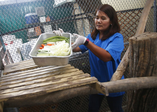 Veterinarian Supakan Kaewchot prepares fresh food for a wild obese macaque, called Uncle Fat at rehabilitation center Bangkok, Thailand, Friday, May 19, 2017. The morbidly obese wild monkey, who gorged himself on junk food and soda from tourists, has been rescued and placed on a strict diet. (AP Photo/Sakchai Lalit)