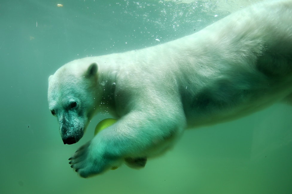 หมีขั้วโลกกำลังว่ายน้ำโดยที่ถือบอลอยู่ในอุ้มมือในวุปเปอร์ทาล (Wuppertal) ตะวันตกของเยอรมนี (30 พ.ค. ภาพเอเอฟพี)