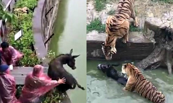 วิดีโอสุดช็อก! โยนลาตัวเป็นๆ ให้ฝูงเสือขย้ำในสวนสัตว์จีน ชาวเน็ตรุม