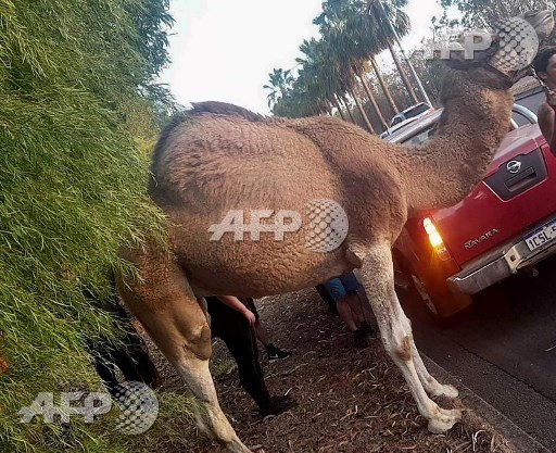 A handout photo taken by Australias Northern Territory Police on July 10, 2017 and received on July 11 shows an escaped circus camel following its recapture in Brisbane. A runaway circus camel caused traffic chaos and trespassed onto the ninth green of a military golf course in Australia before bemused police recaptured it on July 10. Handout/Northern Territory Police/AFP