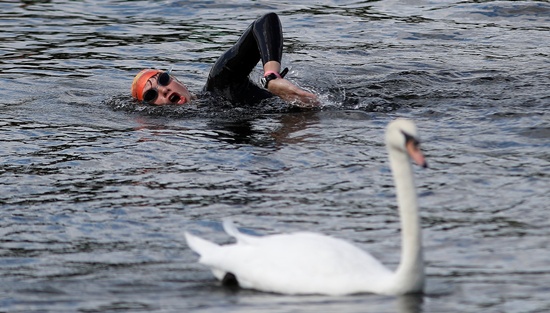 A swimmer passes a swan at the Serpentine Swimming Club in London, Britain August 6, 2017. REUTERS/Peter Nicholls