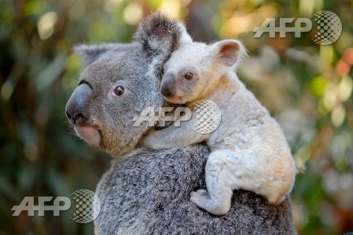 This undated handout from the Australia Zoo received on August 22, 2017 shows a white koala joey on her mother Tia at the Australia Zoo on Queenslands Sunshine Coast. The female joeys extremely pale colouration is caused by a recessive gene and thought to be inherited from her mother Tia who has had other pale coloured joeys in the past. The joey is yet to be named with Tourism Australia set to encourage naming suggestions. Handout/Australia Zoo/AFP