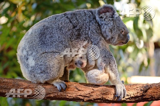 This undated handout from the Australia Zoo received on August 22, 2017 shows a white koala joey holding onto her mother Tia at the Australia Zoo on Queenslands Sunshine Coast. The female joeys extremely pale colouration is caused by a recessive gene and thought to be inherited from her mother Tia who has had other pale coloured joeys in the past. The joey is yet to be named with Tourism Australia set to encourage naming suggestions. Handout/Australia Zoo/AFP