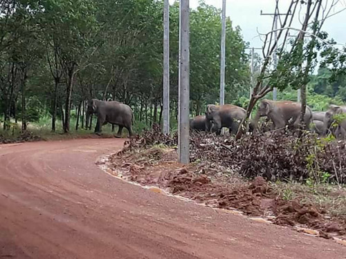 ช้างป่าเดินใกล้แหล่งชุมชน