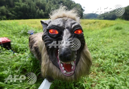 A wolf-like robot Super Monster Wolf stands beside a rice field to drive away wild animals that cause damages to crops in Kisarazu, Chiba prefecture, on August 25, 2017. Toru Yamanaka/AFP