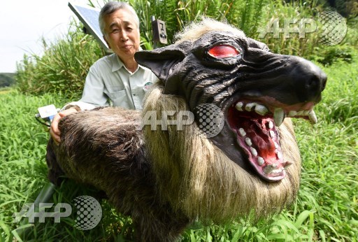 Chikao Umezawa, head of the agricultural coopetative association JA Kisarazu-shi, shows a wolf-like robot Super Monster Wolf to drive away wild animals that cause damages to crops in Kisarazu, Chiba prefecture on August 25, 2017. Toru Yamanaka/AFP