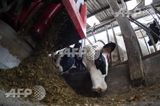 A robot feeds cows on September 11, 2017 in a robot-assisted farm in Pleudihen-sur-Rance, western France. Damien Meyer/AFP