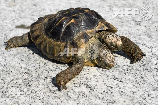 Janus, the Geneva Museum of Natural Historys two-headed Greek tortoise, is photographed on the day of its 20th birthday, on September 3, 2017, in Geneva. Janus, named after the two-headed Roman god, was born on September 3, 1997 at Genevas Natural History Museum from an egg that had been placed in an incubator. Fabrice Coffrini/AFP
