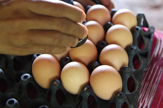 Japan scientists grow drugs in chicken eggs