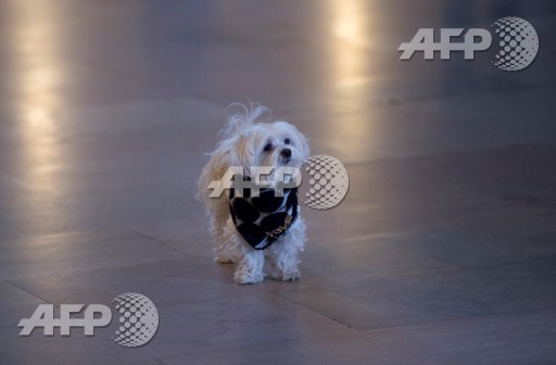 An Italian woman has won her battle to be granted sick pay for days she took off to look after her poorly dog, in a first for the pet-loving country. -- Photo: AFP