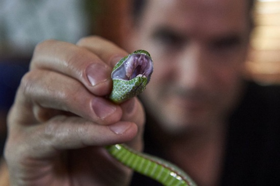 Steve Ludwin holds a Popes Pit Viper after extracting its venom at his apartment in Kennington, south London on November 9, 2017. Niklas HallenN/AFP
