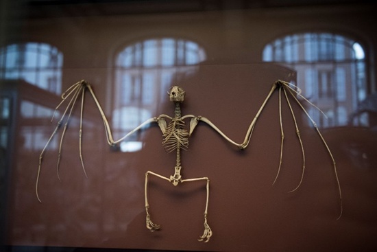 A picture taken on November 16, 2017 in Paris, shows a birds skeleton displayed at the comparative anatomy gallery of the French Museum of Natural History. The museum needs to raise funds for its renovation. Martin Bureau/AFP