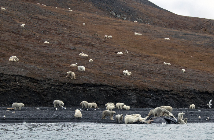 ภาพหมีขาวรุมทึ้งซากวาฬหัวบาตรเมื่อเดือน ก.ย.ที่ผ่านมา บริเวณชายฝั่งเกาะแรงเจลของรัสเซีย (Max STEPHENSON / HANDOUT / AFP )