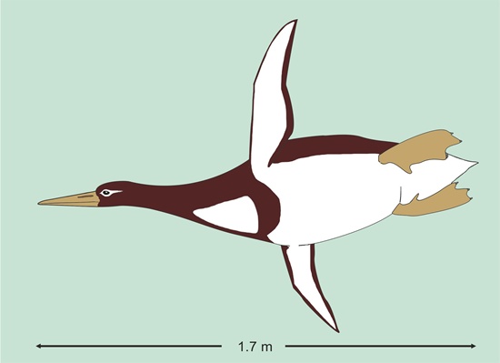 Kumimanu biceae, an ancient penguin, which lived 55-60 million years ago, weighing 225 pounds (101kgs) and measuring nearly 6 feet (1.77m) is pictured in this handout artists reconstruction. G. Mayr/Senckenberg Research Institute/Handout via REUTERS
