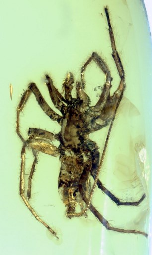This handout image obtained via the Nature website on February 5, 2018 shows a Photo of the paratype of a ventral view of second specimen of a Chimerachne yingi spider. Two teams of scientists on February 5, 2018 unveiled a missing-link species of spider with a scorpion-like tail, perfectly preserved in amber 100 million year ago in the forests Southeast Asia.In studies published side-by-side in Nature Ecology & Evolution, one team argued that male sex organs and silk thread-producing teats align the new find with living, modern spiders. Bo Wang/Nature Publishing Group/AFP